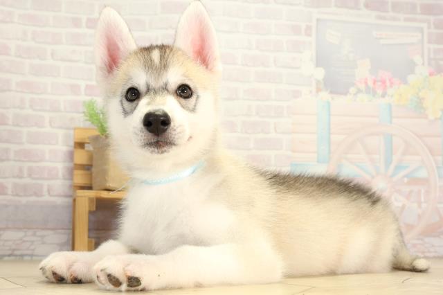 静岡県のシベリアンハスキー (Coo&RIKU富士店/2026年1月26日生まれ/男の子/シルバーホワイト)の子犬の3枚目の画像