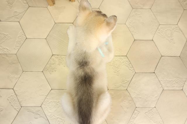 静岡県のシベリアンハスキー (Coo&RIKU富士店/2026年1月26日生まれ/男の子/シルバーホワイト)の子犬の4枚目の画像