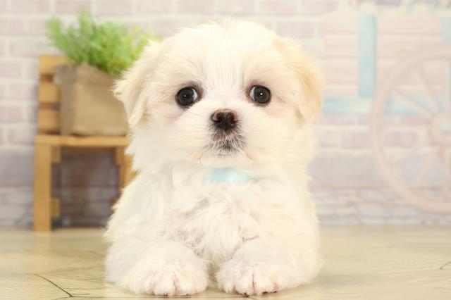 静岡県のマルチーズ (Coo&RIKU浜松店/2026年1月25日生まれ/男の子/ホワイト)の子犬