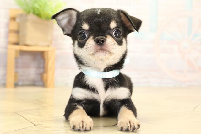 静岡県のチワワ(スムース) (Coo&RIKU富士店/2026年1月27日生まれ/男の子/ブラックタンホワイト)の子犬の1枚目の画像