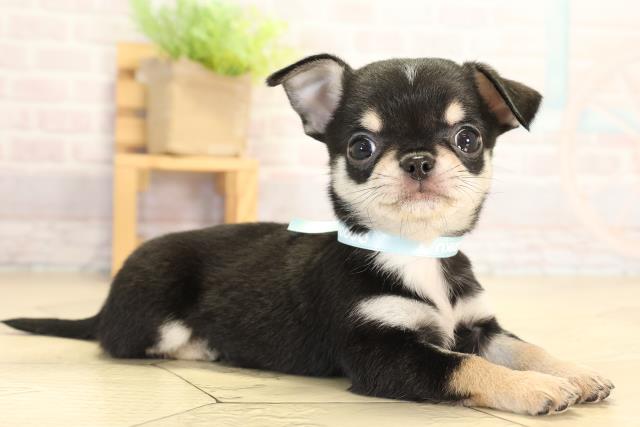 静岡県のチワワ(スムース) (Coo&RIKU富士店/2026年1月27日生まれ/男の子/ブラックタンホワイト)の子犬の2枚目の画像