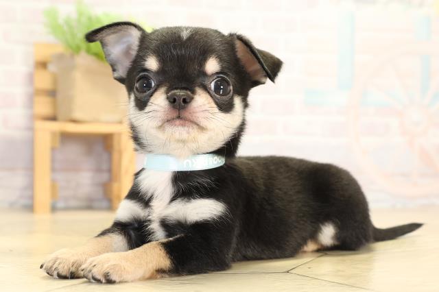 静岡県のチワワ(スムース) (Coo&RIKU富士店/2026年1月27日生まれ/男の子/ブラックタンホワイト)の子犬の3枚目の画像