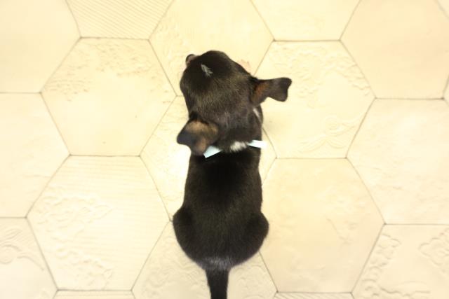 静岡県のチワワ(スムース) (Coo&RIKU富士店/2026年1月27日生まれ/男の子/ブラックタンホワイト)の子犬の4枚目の画像