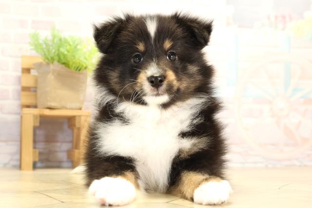 岐阜県のシェットランドシープドッグ (Coo&RIKU岐南店/2026年1月28日生まれ/女の子/トライカラー)の子犬の1枚目の画像