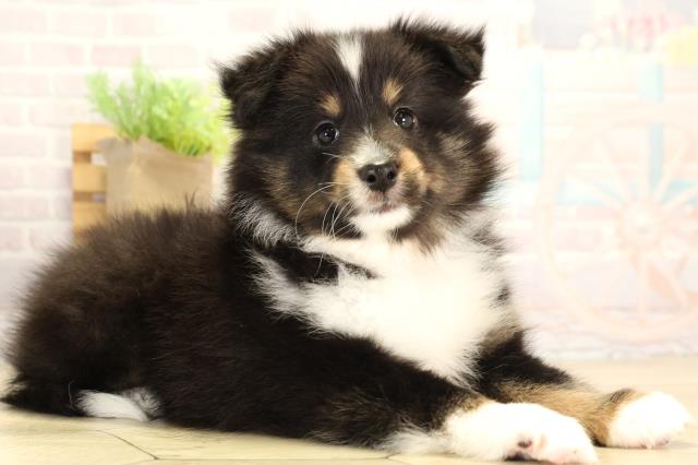 岐阜県のシェットランドシープドッグ (Coo&RIKU岐南店/2026年1月28日生まれ/女の子/トライカラー)の子犬の2枚目の画像