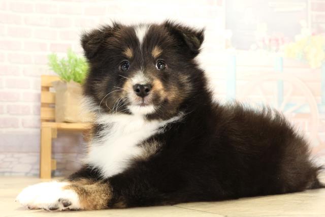 岐阜県のシェットランドシープドッグ (Coo&RIKU岐南店/2026年1月28日生まれ/女の子/トライカラー)の子犬の3枚目の画像