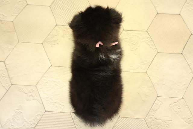 岐阜県のシェットランドシープドッグ (Coo&RIKU岐南店/2026年1月28日生まれ/女の子/トライカラー)の子犬の4枚目の画像