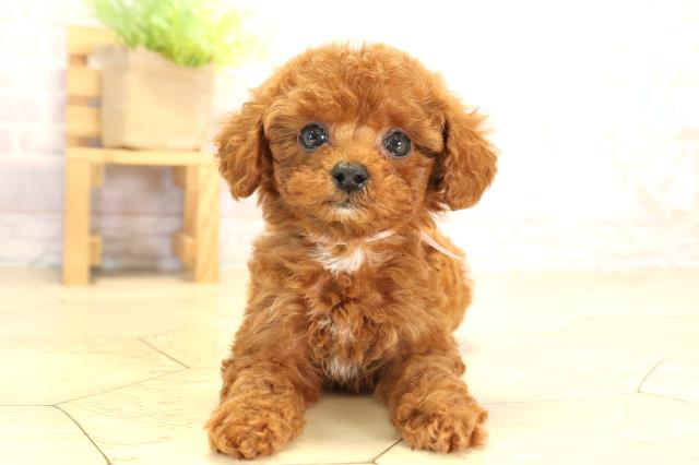 トイ・プードル