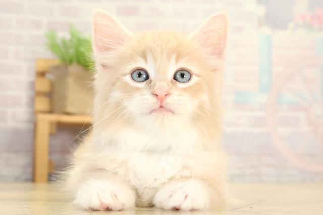 愛知県のノルウェージャンフォレストキャット (Coo&RIKU春日井店/2026年1月27日生まれ/男の子/クリームタビーホワイト)の子猫の1枚目の画像