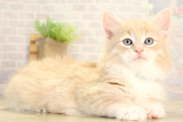 愛知県のノルウェージャンフォレストキャット (Coo&RIKU春日井店/2026年1月27日生まれ/男の子/クリームタビーホワイト)の子猫の2枚目の画像