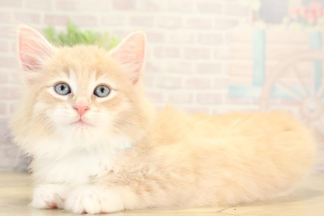 愛知県のノルウェージャンフォレストキャット (Coo&RIKU春日井店/2026年1月27日生まれ/男の子/クリームタビーホワイト)の子猫の3枚目の画像