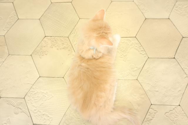 愛知県のノルウェージャンフォレストキャット (Coo&RIKU春日井店/2026年1月27日生まれ/男の子/クリームタビーホワイト)の子猫の4枚目の画像