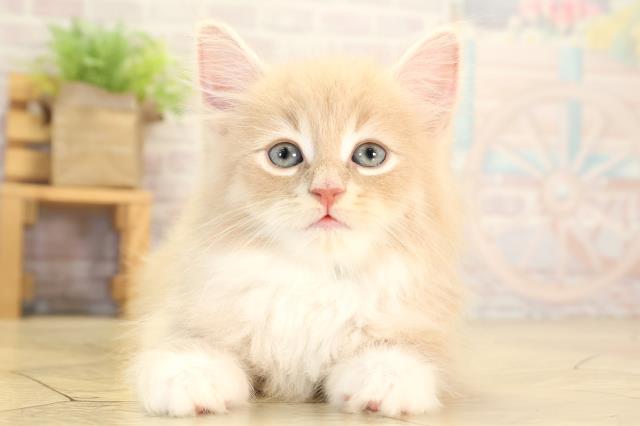 岐阜県のノルウェージャンフォレストキャット (Coo&RIKU岐南店/2026年1月27日生まれ/男の子/クリームタビーホワイト)の子猫の1枚目の画像