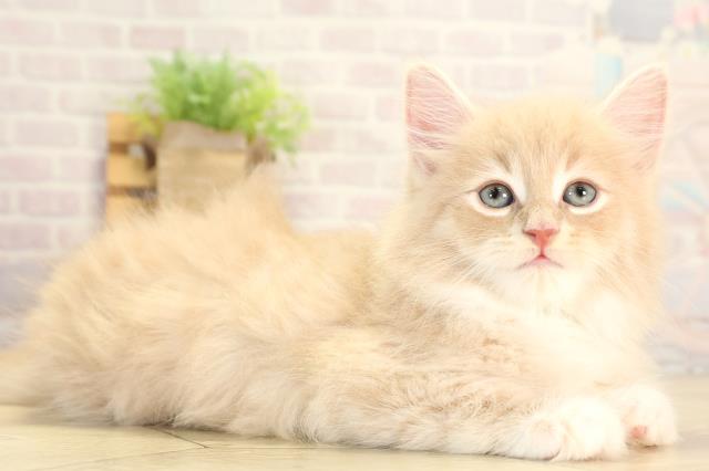 岐阜県のノルウェージャンフォレストキャット (Coo&RIKU岐南店/2026年1月27日生まれ/男の子/クリームタビーホワイト)の子猫の2枚目の画像