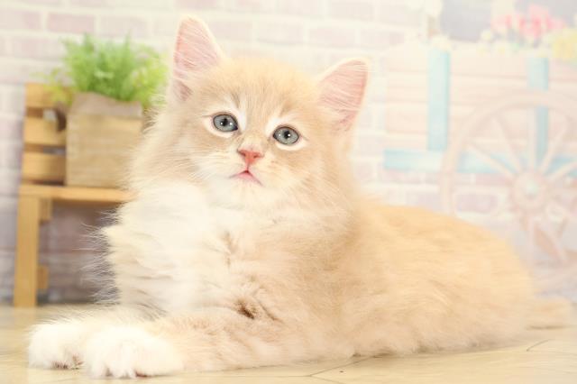 岐阜県のノルウェージャンフォレストキャット (Coo&RIKU岐南店/2026年1月27日生まれ/男の子/クリームタビーホワイト)の子猫の3枚目の画像