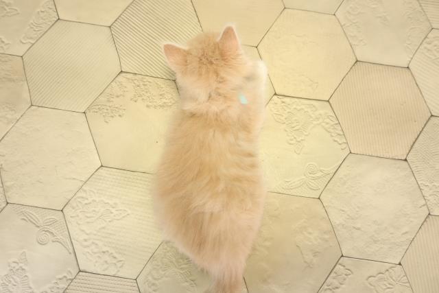 岐阜県のノルウェージャンフォレストキャット (Coo&RIKU岐南店/2026年1月27日生まれ/男の子/クリームタビーホワイト)の子猫の4枚目の画像