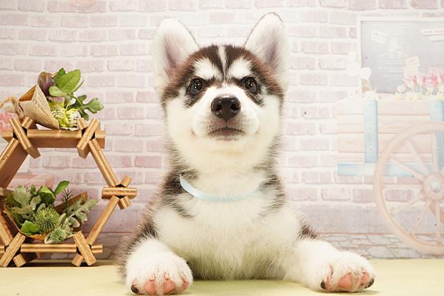 岐阜県のシベリアンハスキー (Coo&RIKU各務原店/2026年1月26日生まれ/男の子/ブラックホワイト)の子犬の1枚目の画像