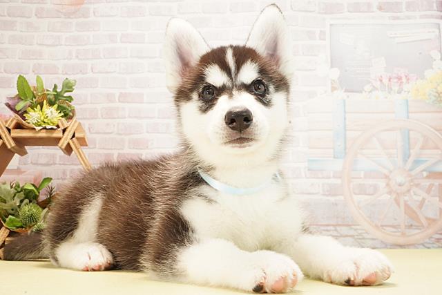 岐阜県のシベリアンハスキー (Coo&RIKU各務原店/2026年1月26日生まれ/男の子/ブラックホワイト)の子犬の2枚目の画像