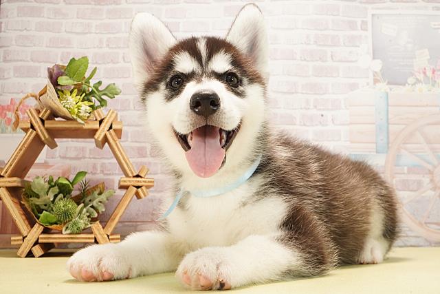 岐阜県のシベリアンハスキー (Coo&RIKU各務原店/2026年1月26日生まれ/男の子/ブラックホワイト)の子犬の3枚目の画像