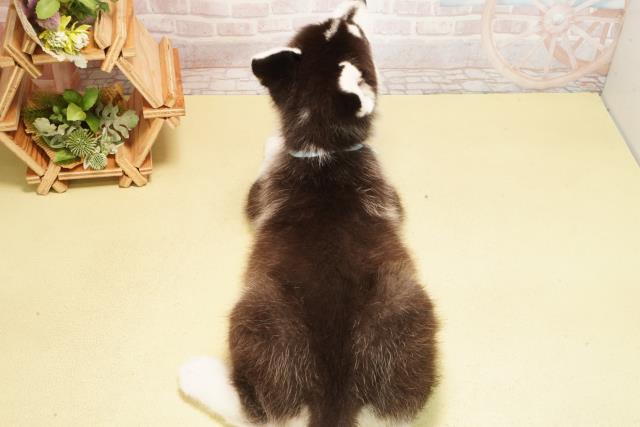 岐阜県のシベリアンハスキー (Coo&RIKU各務原店/2026年1月26日生まれ/男の子/ブラックホワイト)の子犬の4枚目の画像