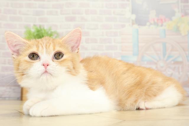 愛知県のマンチカン (Coo&RIKU春日井店/2025年9月2日生まれ/女の子/レッドタビーホワイト)の子猫の3枚目の画像