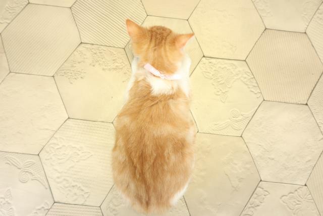 愛知県のマンチカン (Coo&RIKU春日井店/2025年9月2日生まれ/女の子/レッドタビーホワイト)の子猫の4枚目の画像