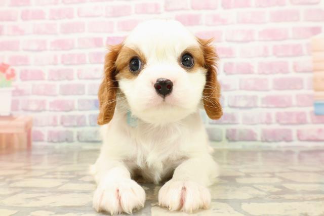 北海道のキャバリアキングチャールズスパニエル (Coo&RIKU函館店/2025年7月30日生まれ/男の子/ブレンハイム)の子犬の1枚目の画像