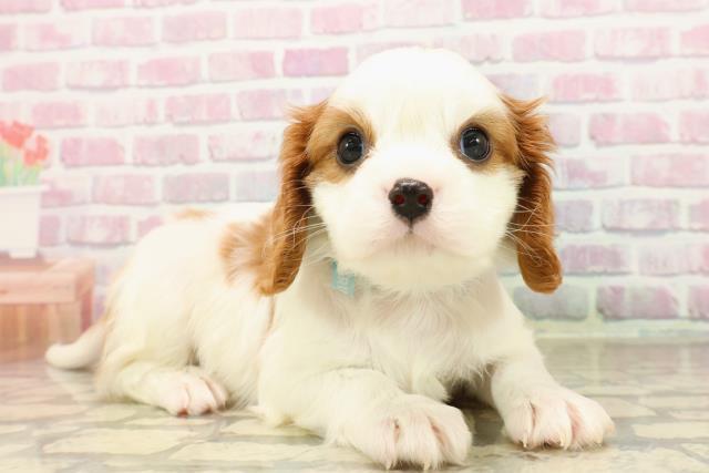 北海道のキャバリアキングチャールズスパニエル (Coo&RIKU函館店/2025年7月30日生まれ/男の子/ブレンハイム)の子犬の3枚目の画像