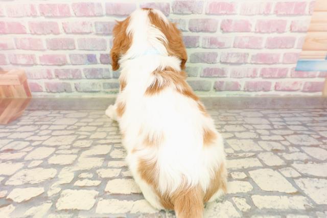 北海道のキャバリアキングチャールズスパニエル (Coo&RIKU函館店/2025年7月30日生まれ/男の子/ブレンハイム)の子犬の4枚目の画像