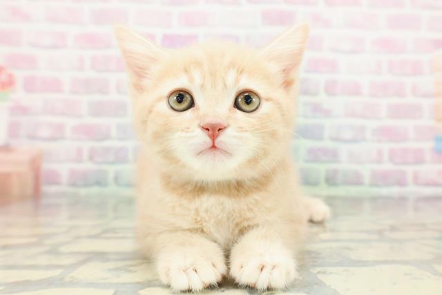 神奈川県のスコティッシュフォールド (Coo&RIKU平塚店/2026年1月26日生まれ/男の子/クリームタビー)の子猫