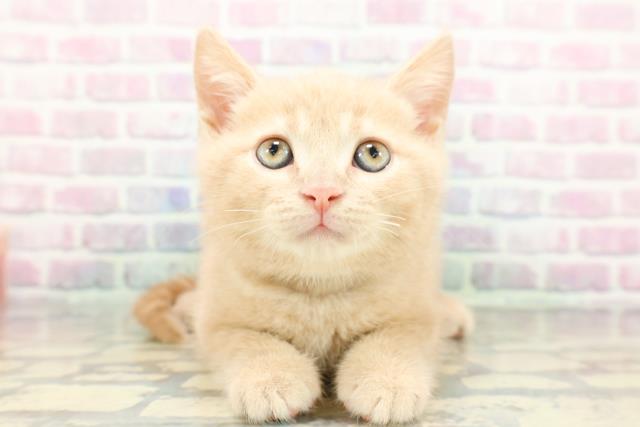 茨城県のスコティッシュフォールド (Coo&RIKU牛久店/2026年1月26日生まれ/男の子/クリームタビー)の子猫