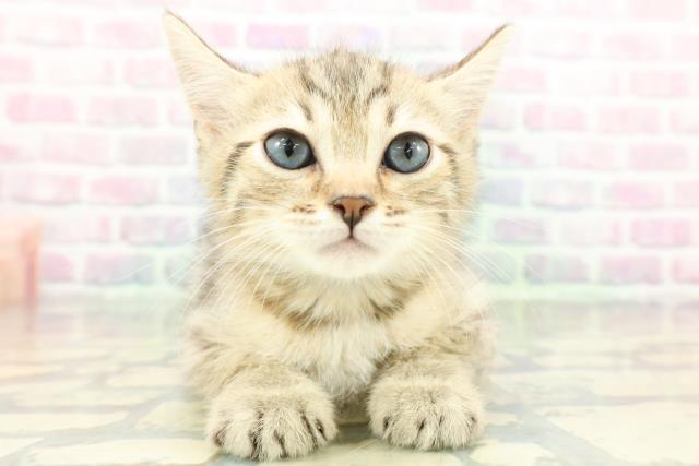 山梨県のジェネッタ (Coo&RIKU甲府昭和通り店/2026年1月26日生まれ/男の子/ブラウンスポットタビー)の子猫の1枚目の画像