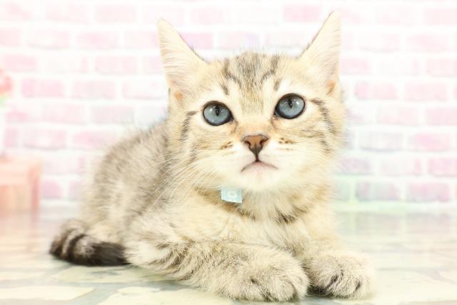 山梨県のジェネッタ (Coo&RIKU甲府昭和通り店/2026年1月26日生まれ/男の子/ブラウンスポットタビー)の子猫の3枚目の画像