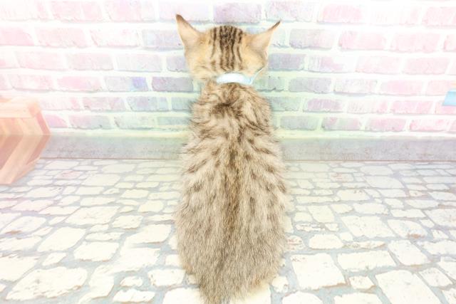 山梨県のジェネッタ (Coo&RIKU甲府昭和通り店/2026年1月26日生まれ/男の子/ブラウンスポットタビー)の子猫の4枚目の画像