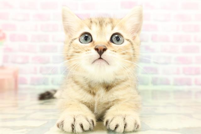 神奈川県のジェネッタ (Coo&RIKU横須賀店/2026年1月26日生まれ/男の子/ブラウンスポットタビー)の子猫