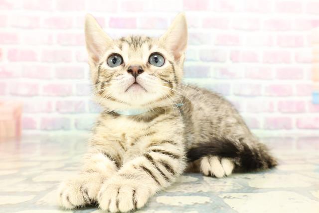 東京都のジェネッタ (Coo&RIKU高円寺店/2026年1月26日生まれ/男の子/ブラウンスポットタビー)の子猫の2枚目の画像