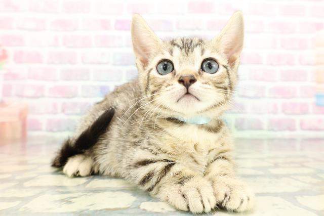 東京都のジェネッタ (Coo&RIKU高円寺店/2026年1月26日生まれ/男の子/ブラウンスポットタビー)の子猫の3枚目の画像