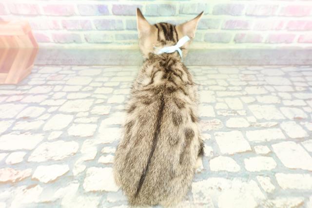 東京都のジェネッタ (Coo&RIKU高円寺店/2026年1月26日生まれ/男の子/ブラウンスポットタビー)の子猫の4枚目の画像