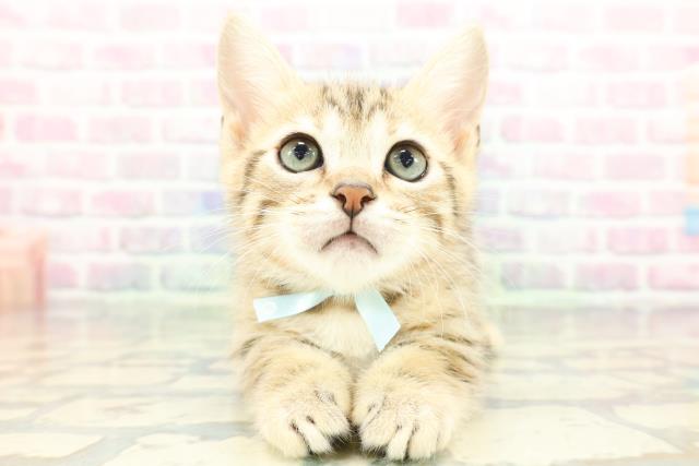 東京都のジェネッタ (Coo&RIKU大久保店/2026年1月26日生まれ/男の子/ブラウンスポットタビー)の子猫