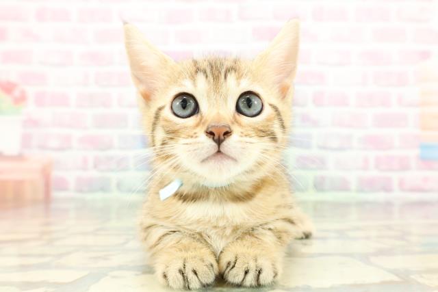 東京都のジェネッタ (Coo&RIKU武蔵小山店/2026年1月26日生まれ/男の子/ブラウンスポットタビー)の子猫