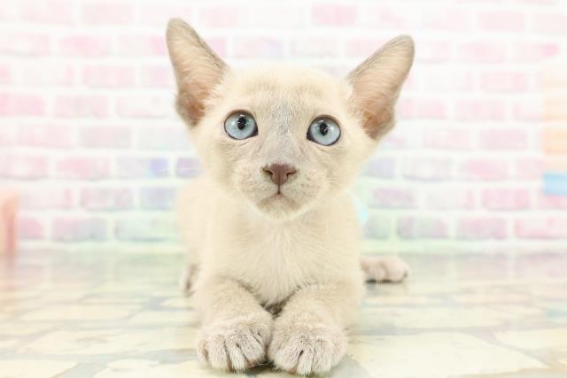 栃木県のトンキニーズ (Coo&RIKUFKDインターパーク店/2026年1月27日生まれ/男の子/ブルーミンク)の子猫の1枚目の画像