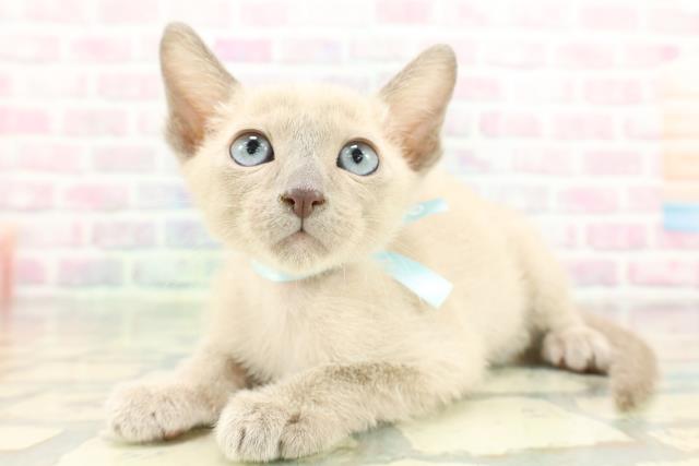 栃木県のトンキニーズ (Coo&RIKUFKDインターパーク店/2026年1月27日生まれ/男の子/ブルーミンク)の子猫の2枚目の画像