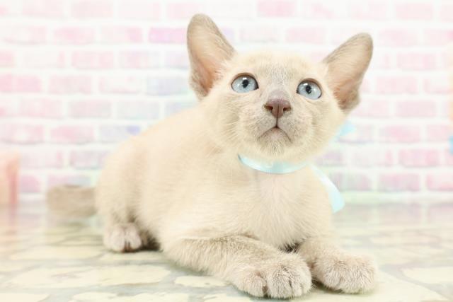 栃木県のトンキニーズ (Coo&RIKUFKDインターパーク店/2026年1月27日生まれ/男の子/ブルーミンク)の子猫の3枚目の画像