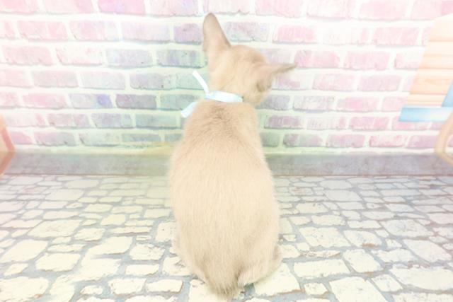 栃木県のトンキニーズ (Coo&RIKUFKDインターパーク店/2026年1月27日生まれ/男の子/ブルーミンク)の子猫の4枚目の画像