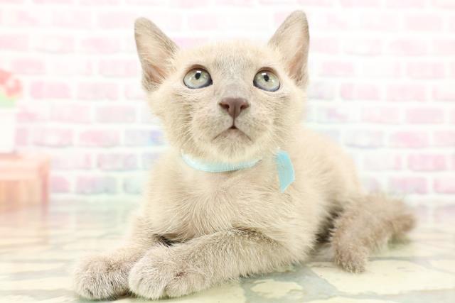 神奈川県のトンキニーズ (Coo&RIKU秦野店/2026年1月27日生まれ/男の子/ブルーミンク)の子猫の2枚目の画像