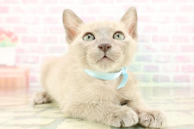 神奈川県のトンキニーズ (Coo&RIKU秦野店/2026年1月27日生まれ/男の子/ブルーミンク)の子猫の3枚目の画像