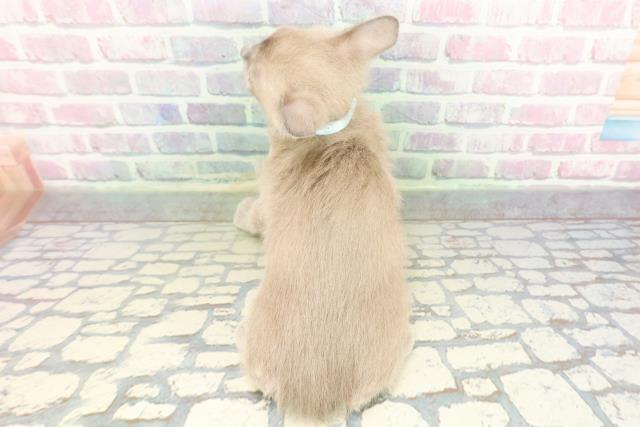 神奈川県のトンキニーズ (Coo&RIKU秦野店/2026年1月27日生まれ/男の子/ブルーミンク)の子猫の4枚目の画像