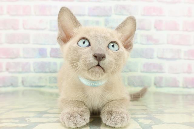 山梨県のトンキニーズ (Coo&RIKU甲府昭和通り店/2026年1月27日生まれ/男の子/ブルーミンク)の子猫の1枚目の画像