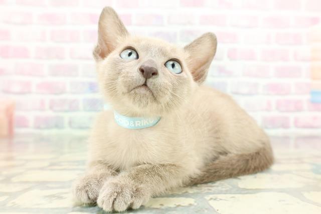 山梨県のトンキニーズ (Coo&RIKU甲府昭和通り店/2026年1月27日生まれ/男の子/ブルーミンク)の子猫の2枚目の画像