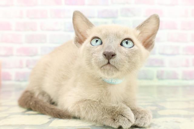 山梨県のトンキニーズ (Coo&RIKU甲府昭和通り店/2026年1月27日生まれ/男の子/ブルーミンク)の子猫の3枚目の画像